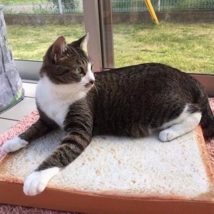 image-Toast Cat Pad