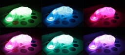 image-Color Copying Chameleon Lamp