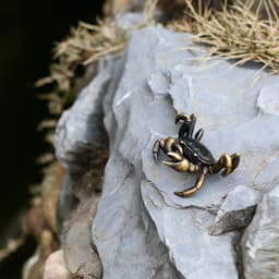image-Brass Crab