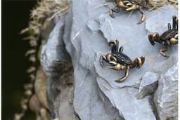 image-Brass Crab