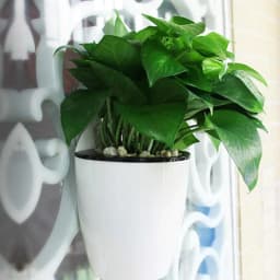 image-Self Watering Hanging Basket