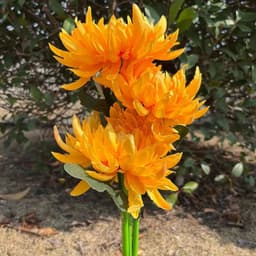 image-Chrysanthemum LED Solar Light Plug-in Garden Landscape Waterproof Lamp for Courtyard Simulation Flower Lawn Stakes Decoration