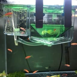 image-Hatching box guppy sick fish isolation box fighting fish