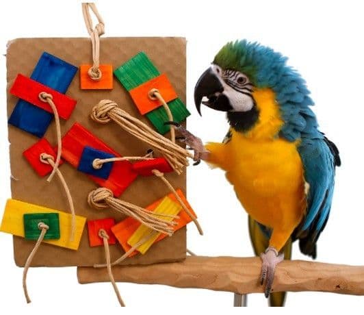 image-Parrot Colored Building Block Nibbling Toy
