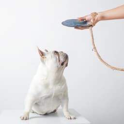 image-Pet Dog Training Cowhide Toy