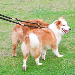 image-2nd Multipurpose Big Dog Double Leash Generation Medium Adjustable and Nylon Luxury Hands Free Leash for 2 Dogs