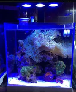 image-Spectra Nano 029 Aquarium Light 30W 40W Saltwater Lighting with Touch Control for Coral Reef Fish Tank Mobile WIFI Control