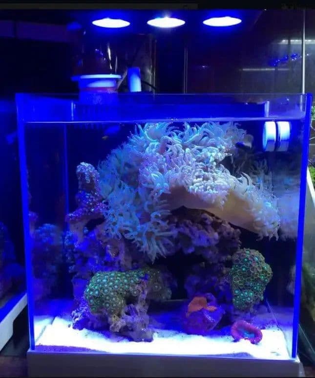 image-Spectra Nano 029 Aquarium Light 30W 40W Saltwater Lighting with Touch Control for Coral Reef Fish Tank Mobile WIFI Control