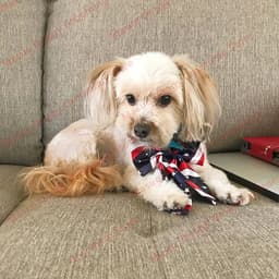 image-Bulk Dog Bow Tie For Big Dog Bowties Neckties Big Bowties Pets Products For Dog Wedding Supplies Dog Accessories For Small Dogs