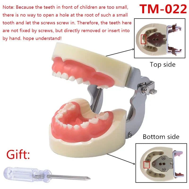 image-Resin Dental Model Training Typodont Teeth Model For Dental Technician Practice Teaching Gum Teeth Jaw Model Dentistry Equipment