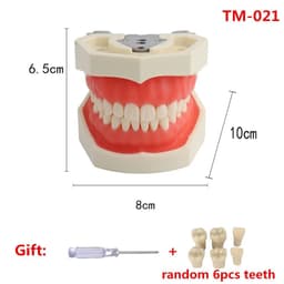 image-Resin Dental Model Training Typodont Teeth Model For Dental Technician Practice Teaching Gum Teeth Jaw Model Dentistry Equipment
