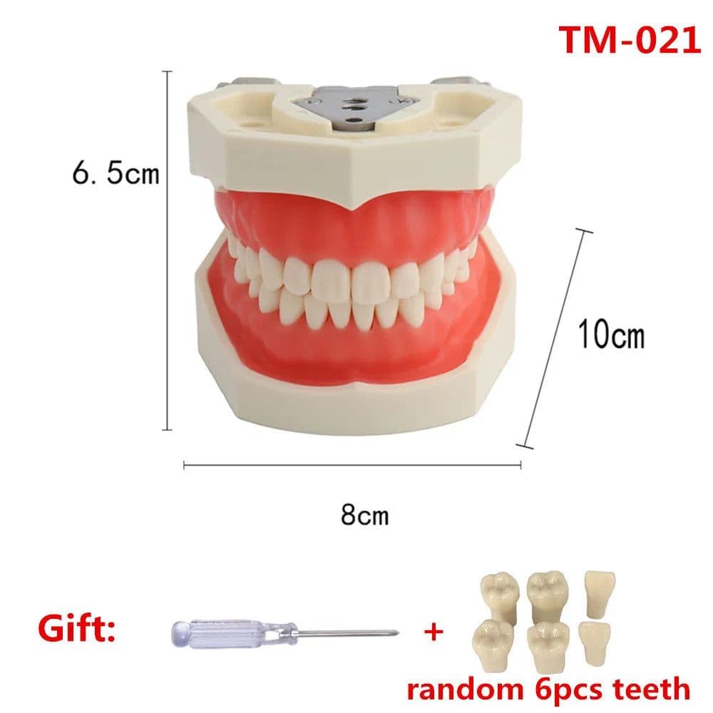 image-Resin Dental Model Training Typodont Teeth Model For Dental Technician Practice Teaching Gum Teeth Jaw Model Dentistry Equipment