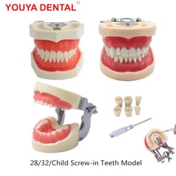 image-Resin Dental Model Training Typodont Teeth Model For Dental Technician Practice Teaching Gum Teeth Jaw Model Dentistry Equipment