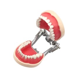 image-Resin Dental Model Training Typodont Teeth Model For Dental Technician Practice Teaching Gum Teeth Jaw Model Dentistry Equipment