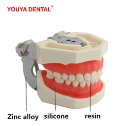 image-Resin Dental Model Training Typodont Teeth Model For Dental Technician Practice Teaching Gum Teeth Jaw Model Dentistry Equipment
