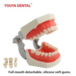 image-Resin Dental Model Training Typodont Teeth Model For Dental Technician Practice Teaching Gum Teeth Jaw Model Dentistry Equipment