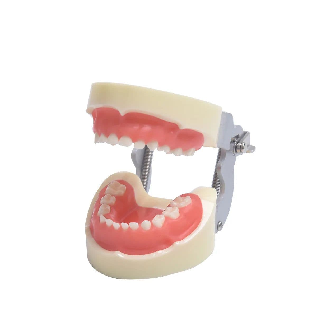image-Resin Dental Model Training Typodont Teeth Model For Dental Technician Practice Teaching Gum Teeth Jaw Model Dentistry Equipment