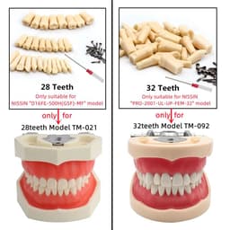 image-Resin Dental Model Training Typodont Teeth Model For Dental Technician Practice Teaching Gum Teeth Jaw Model Dentistry Equipment