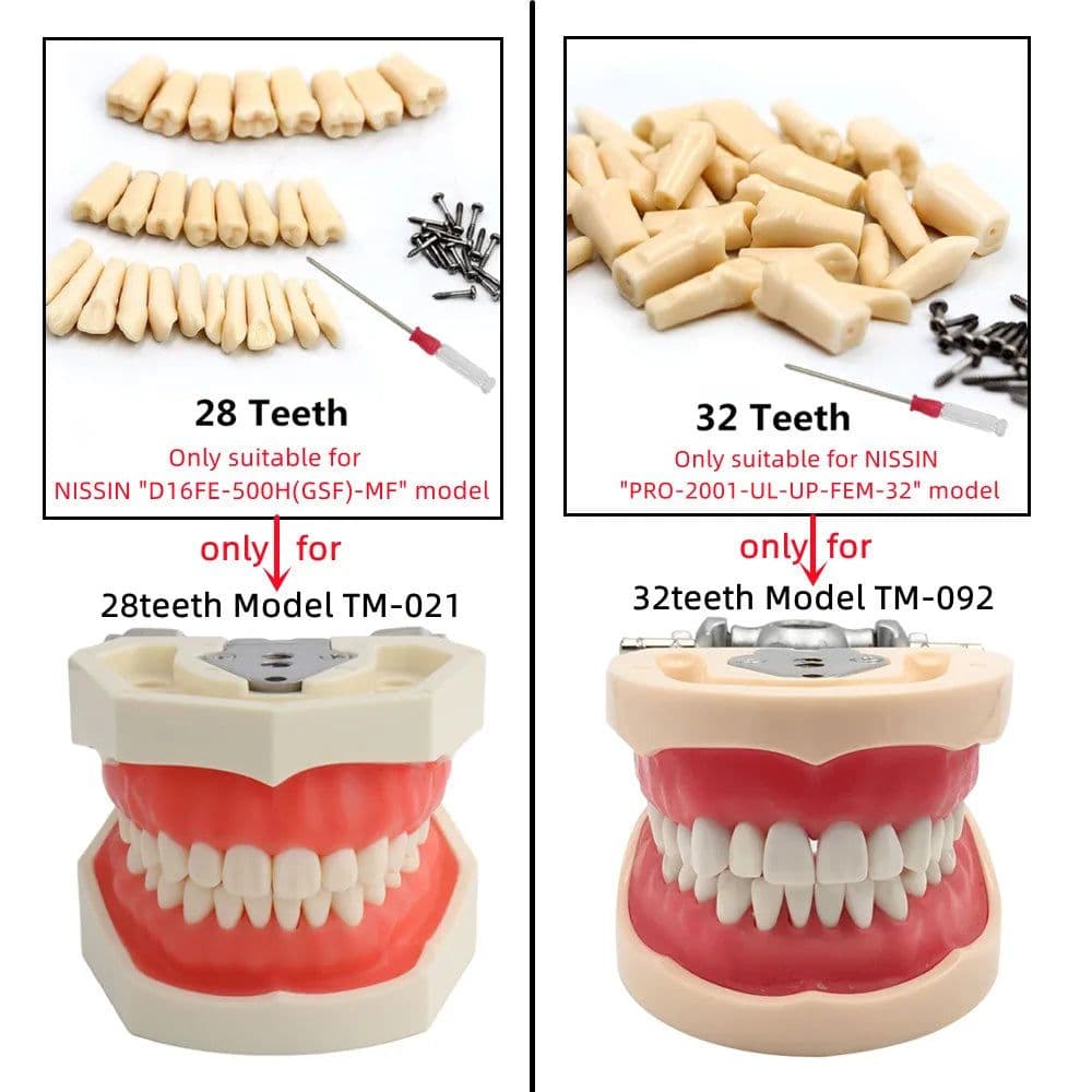 image-Resin Dental Model Training Typodont Teeth Model For Dental Technician Practice Teaching Gum Teeth Jaw Model Dentistry Equipment