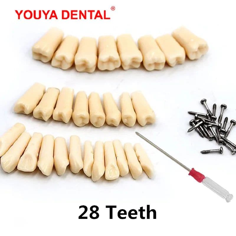 image-Resin Dental Model Training Typodont Teeth Model For Dental Technician Practice Teaching Gum Teeth Jaw Model Dentistry Equipment