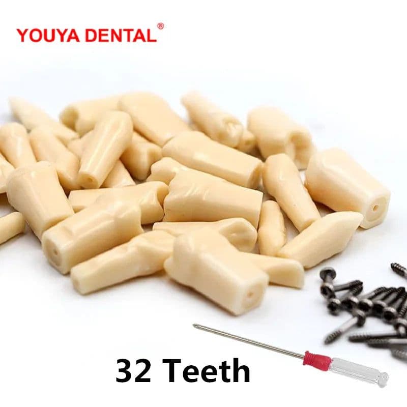 image-Resin Dental Model Training Typodont Teeth Model For Dental Technician Practice Teaching Gum Teeth Jaw Model Dentistry Equipment