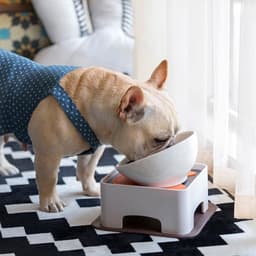 image-Ceramic Dog Bowl Dining Table