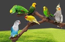 image-Add a stand pole to the cage for parrot birds