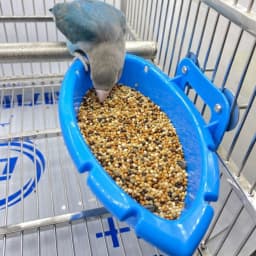 image-Multifunctional Feeder Bird Bathtub