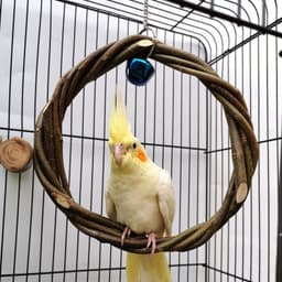 image-Bird Standing Frame Rattan Ring Chewing Toy Bird Cage