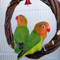 image-Bird Standing Frame Rattan Ring Chewing Toy Bird Cage
