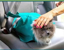 image-Pet Cat Breathable Outdoor Travel Shoulder Bag Sling Carrier For Puppy