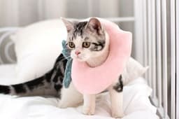 image-Adjustable Pet Neck Cone Recovery Pet Cat Recovery Collar Cat Soft Lemon Neck Cone Adjustable Pet E Collar After Surgery, Wound Healing Protective Cat Elizabethan Collar For Kitten & Puppy