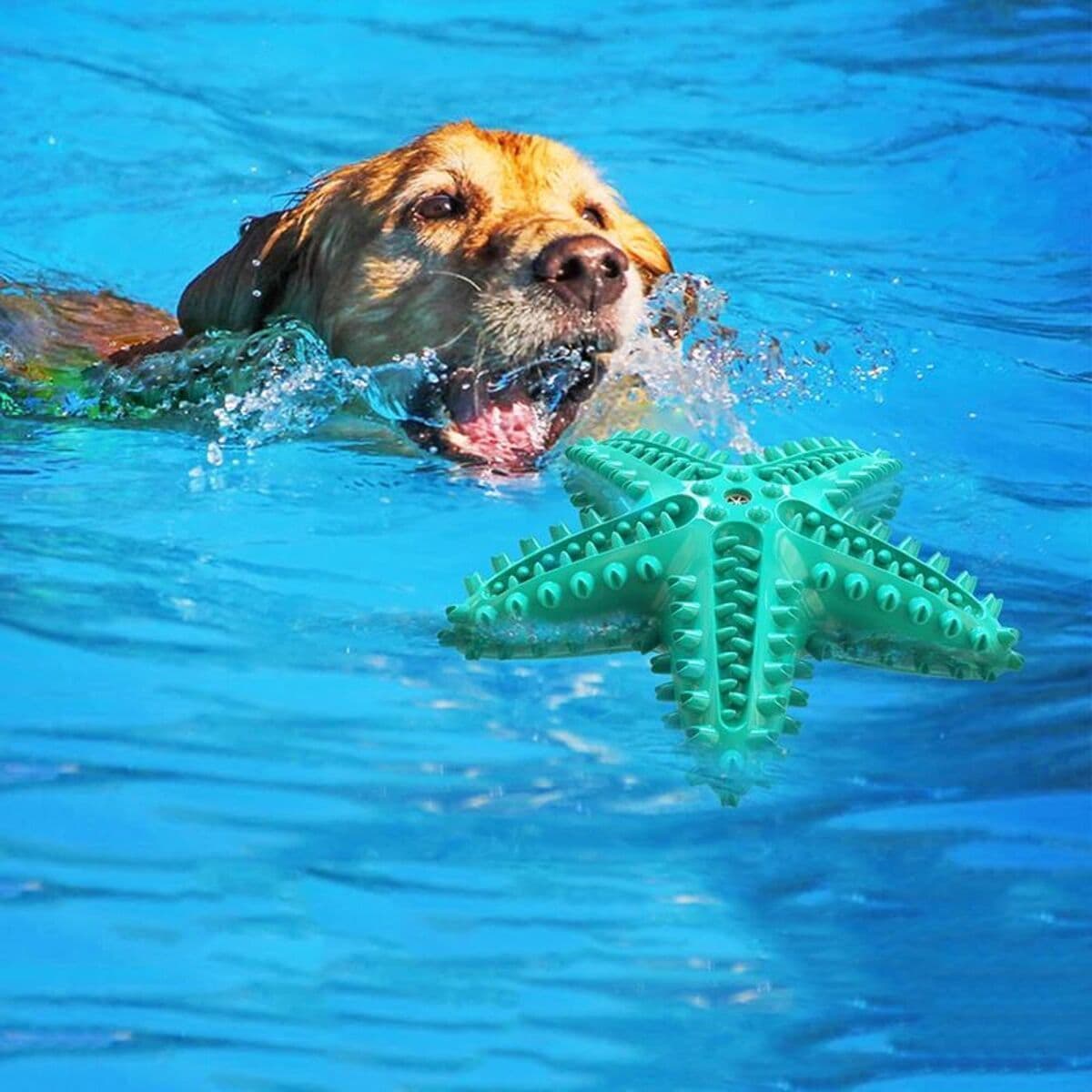 image-Dog Toys For Large Dogs Tooth Cleaning Chew Funny Interactive Training Starfish Toy Accessories Squeaky Toys TPR Toys