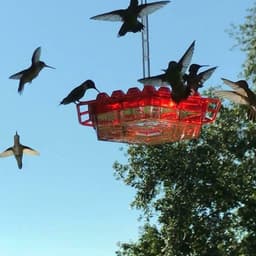 image-Hummingbird Feeder Hummingbird Bird Feeder Hanging Red Bird Feeder Hexagon Bird Feeder