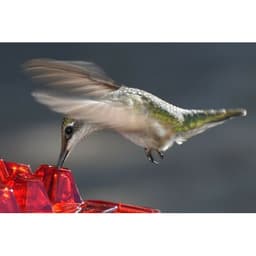 image-Hummingbird Feeder Hummingbird Bird Feeder Hanging Red Bird Feeder Hexagon Bird Feeder