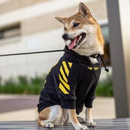 image-Corgi Schnauzer pet fashion brand three-stripe dog sweater spoof autumn and winter sports dog clothes