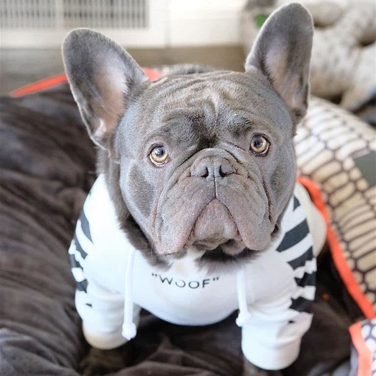 image-Corgi Schnauzer pet fashion brand three-stripe dog sweater spoof autumn and winter sports dog clothes