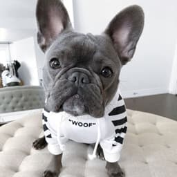 image-Corgi Schnauzer pet fashion brand three-stripe dog sweater spoof autumn and winter sports dog clothes
