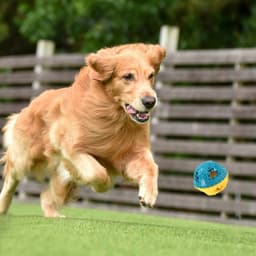 image-Dog Chew Toys Grinding Teeth Sound Ball Toys Leaking Food Balls Anti Bite Interactive Training Cleaning Teeth Toys Pet Products