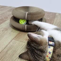 image-Amazon explosion product magic cat scratcher magic organ corrugated cat scratching board one piece on behalf of