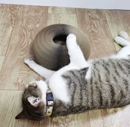 image-Amazon explosion product magic cat scratcher magic organ corrugated cat scratching board one piece on behalf of
