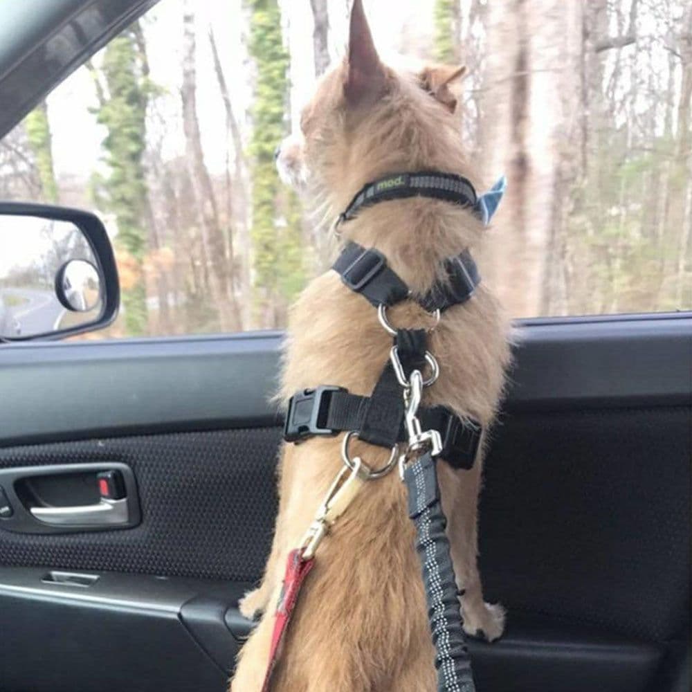 image-Adjustable Dog Seat Belt Dog Car Seatbelt Harness Leads Elastic Reflective Safety Rope