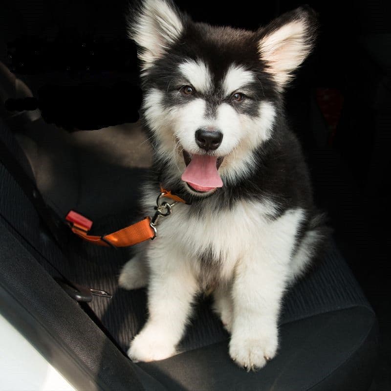 image-Adjustable Dog Seat Belt Dog Car Seatbelt Harness Leads Elastic Reflective Safety Rope
