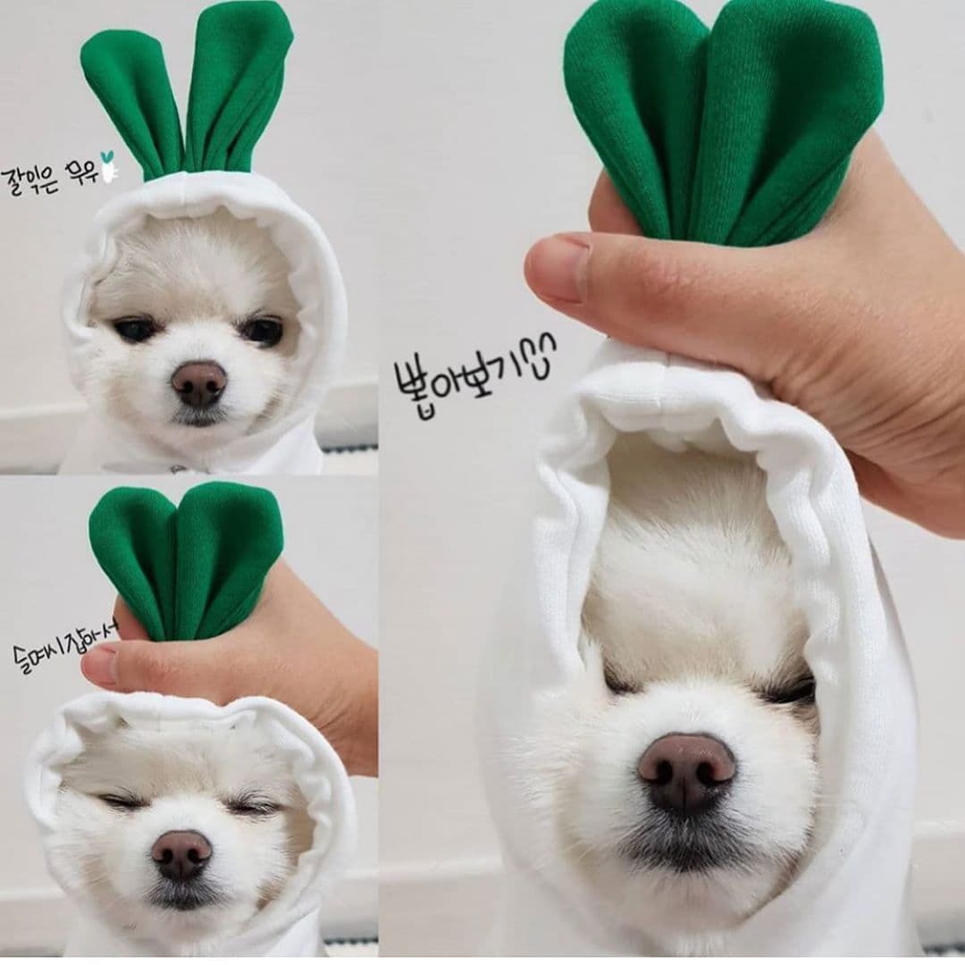 image-Cute Fruit Dog Clothes For Small Dogs Hoodies Winter Warm Fleece Pet Clothing Puppy Cat Costume Coat For French Chihuahua Outfit