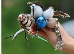image-Cat Teaser Toy - Colorful Feather Bird Steel Wire Rod