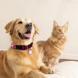 image-Pet Cats And Dogs Brand Name Anti-loss Card Two-dimensional Code ID Card