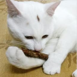 image-5 PCSMatatabi Toys Catnip Chew Toy for Pet Kitten