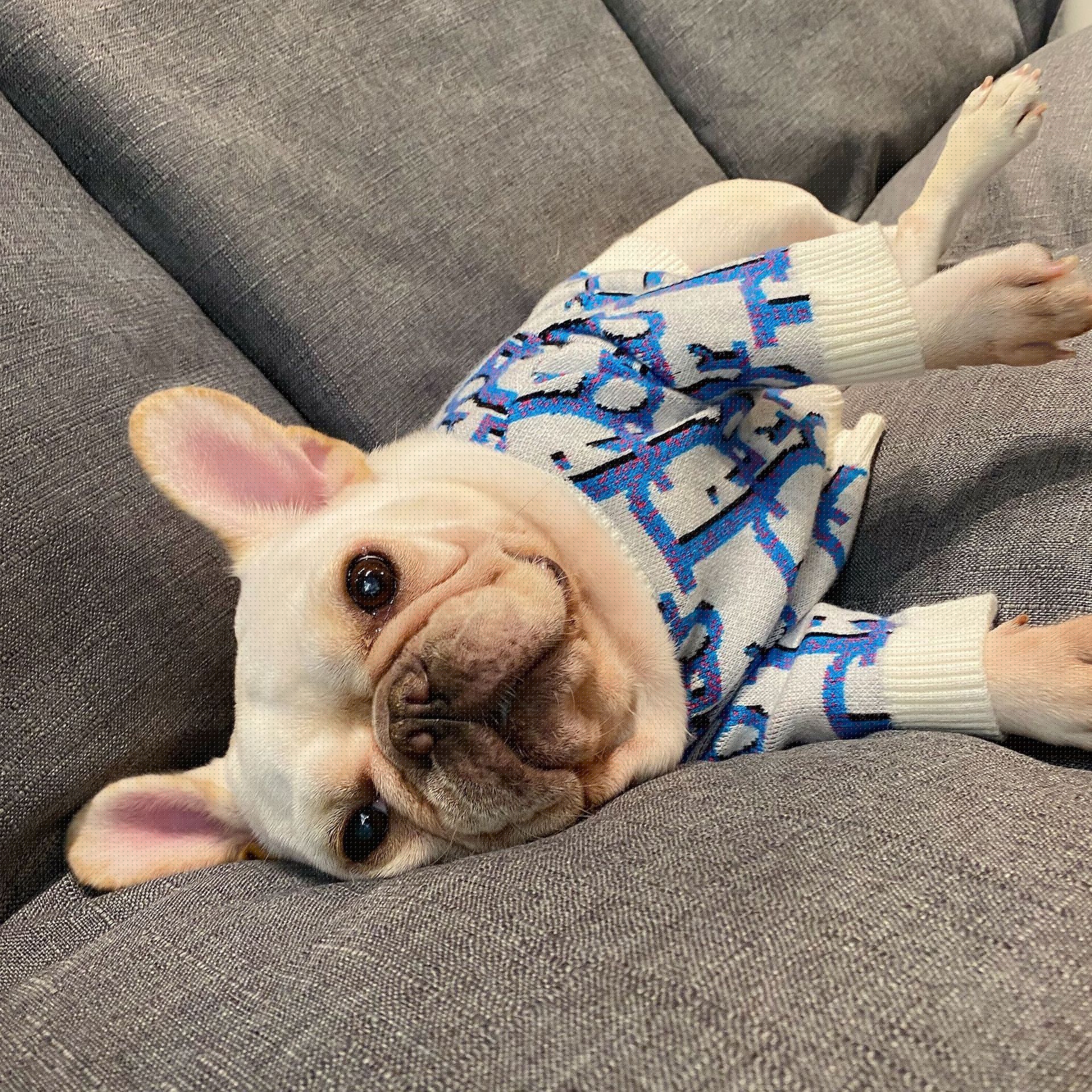 image-Pet Sweatshirt for Dogs - Blue XXL Yarn Sweater