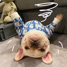 image-Pet Sweatshirt for Dogs - Blue XXL Yarn Sweater