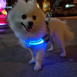 image-Amazon LED pet supplies LED luminous dog harness for medium and large dogs luminous dog aquarium lights led